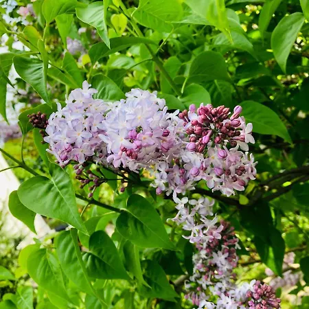 度假居 Ferienhaus Villach 菲拉赫